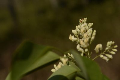 Dalbergia latifolia, photographed by Siddarth Machado