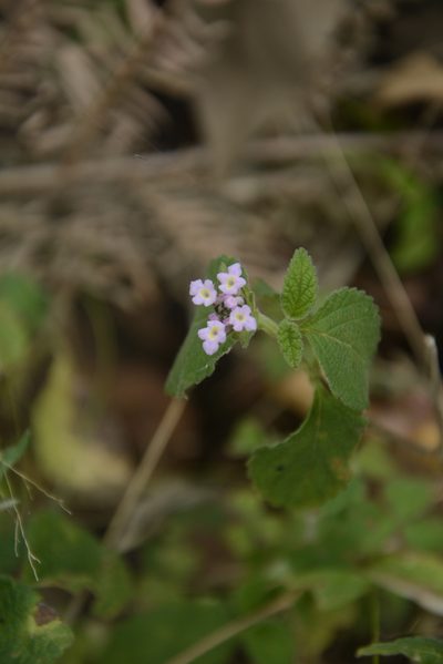 Lantana indica, photographed by Siddarth Machado