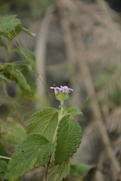 Lantana indica, photographed by Siddarth Machado