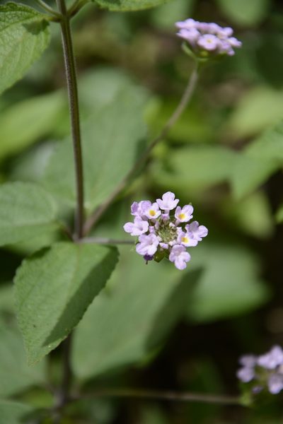 Lantana indica, photographed by Siddarth Machado