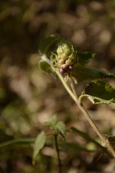 Lantana indica, photographed by Siddarth Machado