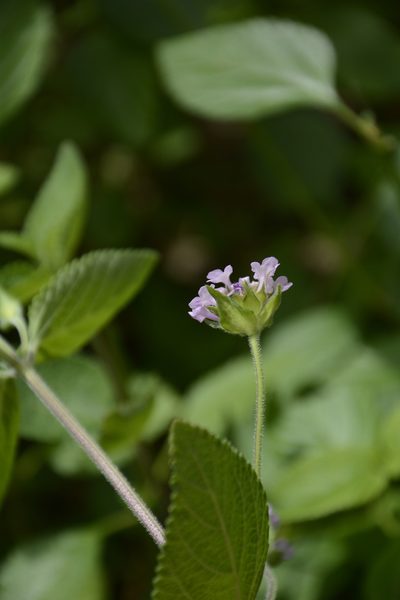 Lantana indica, photographed by Siddarth Machado