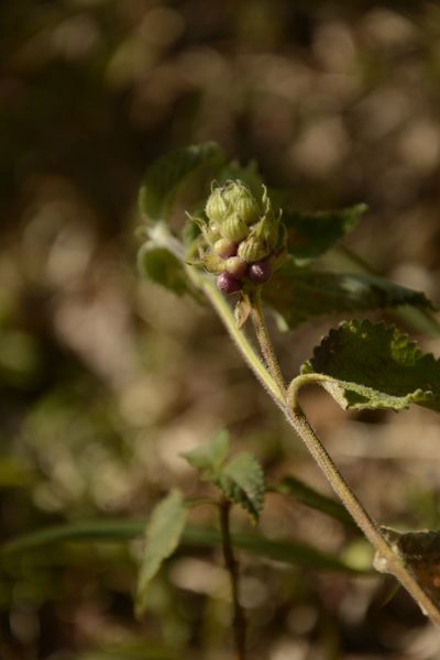 Lantana indica, photographed by Siddarth Machado