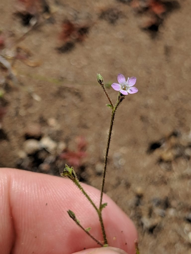 Gilia austrooccidentalis, photographed by Alex Heyman