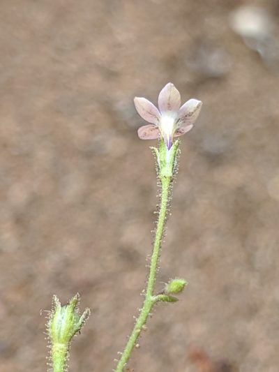 Gilia austrooccidentalis, photographed by Alex Heyman
