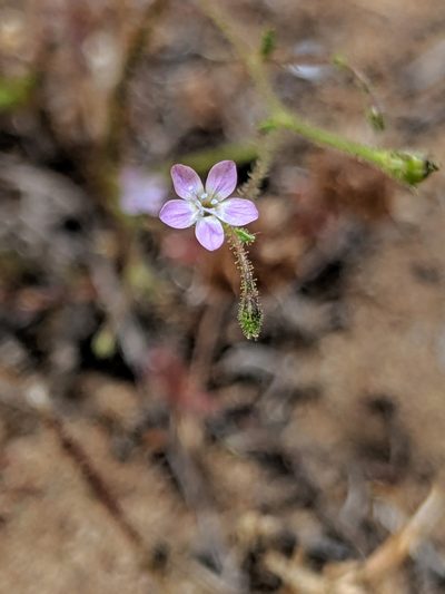 Gilia austrooccidentalis, photographed by Alex Heyman