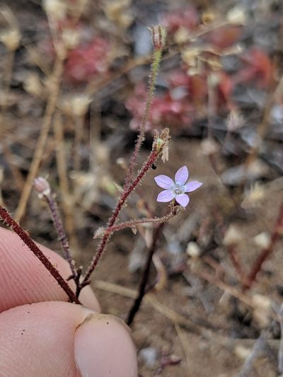 Gilia austrooccidentalis, photographed by Alex Heyman