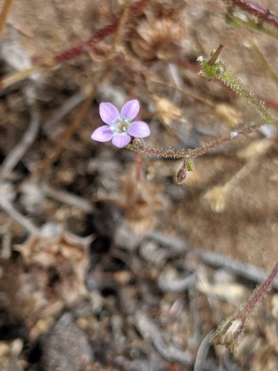Gilia austrooccidentalis, photographed by Alex Heyman