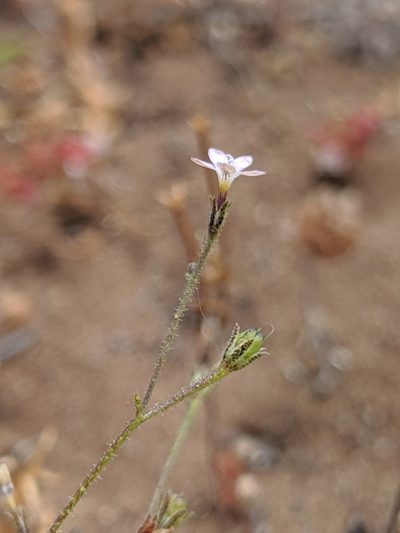 Gilia austrooccidentalis, photographed by Alex Heyman
