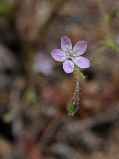 Gilia austrooccidentalis, photographed by Alex Heyman