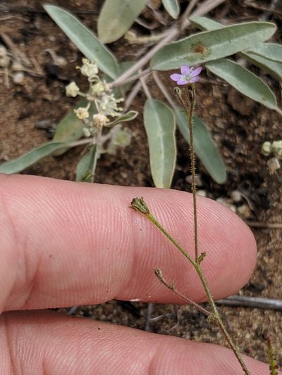 Gilia austrooccidentalis, photographed by Alex Heyman