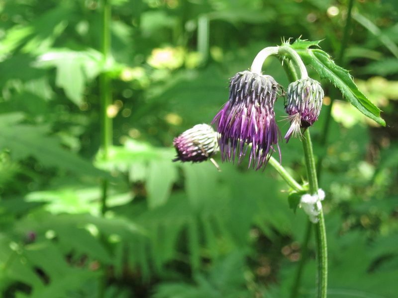 Cirsium schantarense, photographed by Repina Tatyana