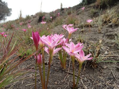 Zephyranthes fosteri, photographed by Juan Rafael Rodríguez Razgado