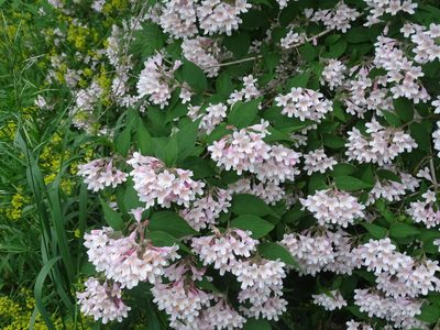 Linnaea amabilis, photographed by Reuven Martin