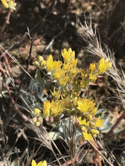 Dudleya traskiae, photographed by Sula Vanderplank