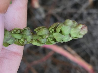 Aphanisma blitoides, photographed by Sula Vanderplank