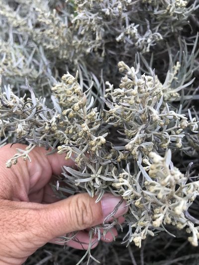 Artemisia nesiotica, photographed by Sula Vanderplank