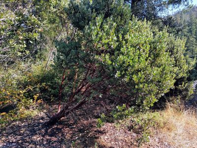 Arctostaphylos nortensis, photographed by John Brew