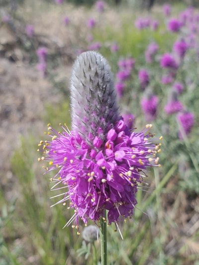 Dalea ornata, photographed by Ellen Watrous