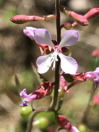 Clarkia heterandra, photographed by Jeff Birek