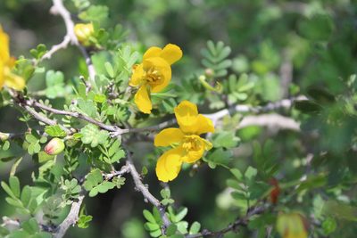 Chamaecrista greggii, photographed by Rafael Torres