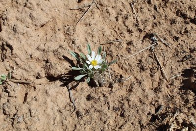 Townsendia incana, photographed by Tyler Hacking