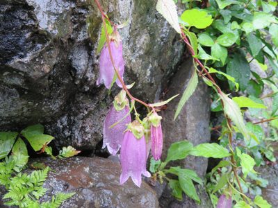 Campanula punctata, photographed by Marco Mussita