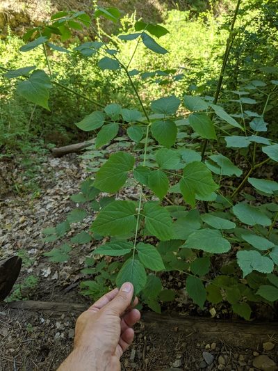 Aralia bicrenata, photographed by Ken-ichi Ueda