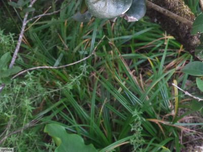 Carex esenbeckiana, photographed by Chris Vynbos