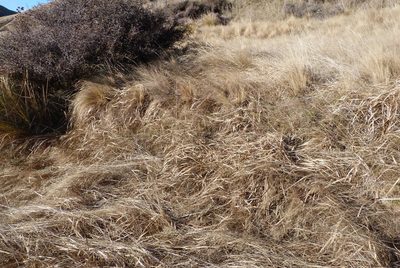Carex coriacea, photographed by Colin Meurk