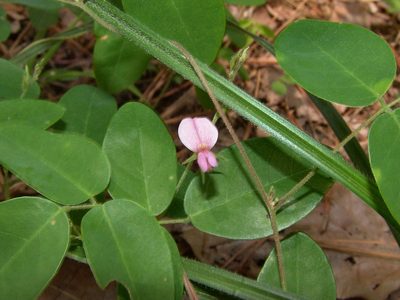Galactia regularis, photographed by Gordon C. Snelling
