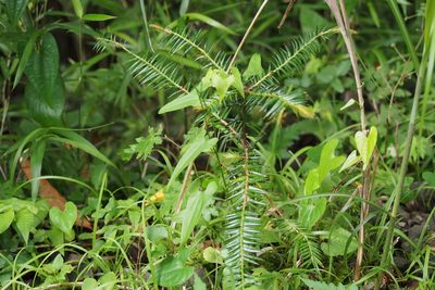 Torreya nucifera, photographed by harum.koh