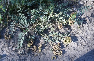 Astragalus cibarius, photographed by zookanthos