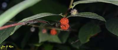 Broussonetia monoica, photographed by Kim, Hyun-tae