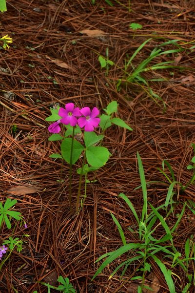 Oxalis macrocarpa, photographed by Alan Rockefeller