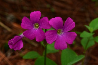 Oxalis macrocarpa, photographed by Alan Rockefeller