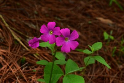 Oxalis macrocarpa, photographed by Alan Rockefeller