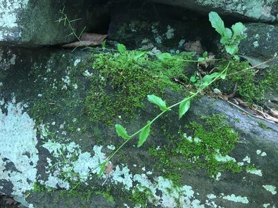 Borodinia dentata, photographed by Bonnie Isaac
