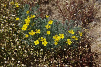 Eschscholzia ramosa, photographed by Thibaud Aronson