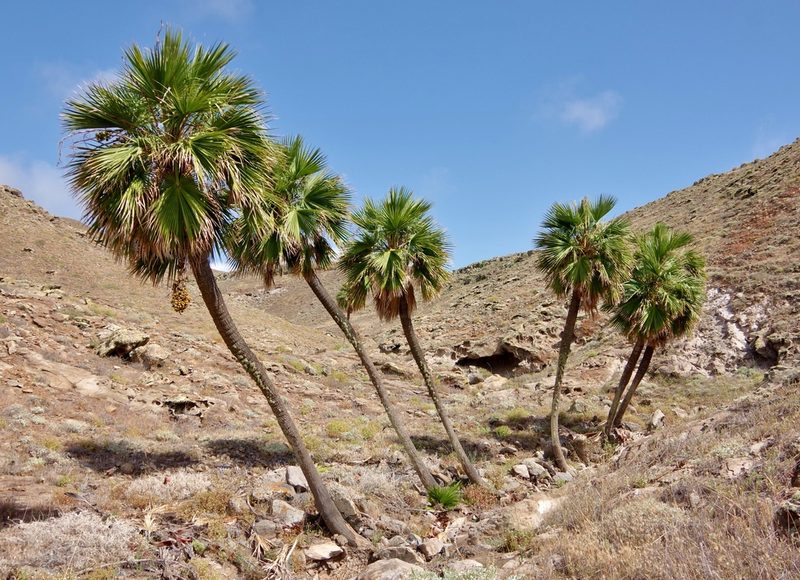 Brahea edulis, photographed by Thibaud Aronson