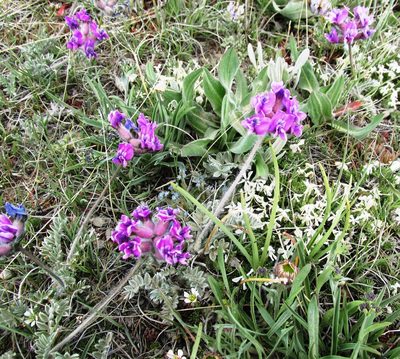Oxytropis lagopus, photographed by John Brew