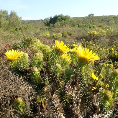 Cullumia carlinoides, photographed by Di Turner