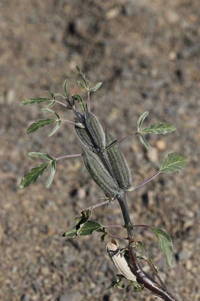Sesamum capense, photographed by Karen Eichholz