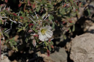 Sarcocaulon camdeboense, photographed by Karen Eichholz