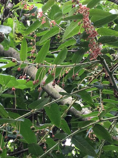 Phyllanthus salviifolius, photographed by margaritarestrepou