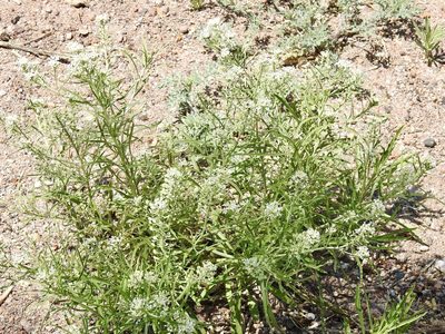 Lepidium alyssoides, photographed by CK2AZ