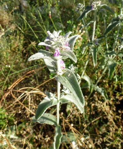 Stachys thirkei, photographed by Philipp Pavelka