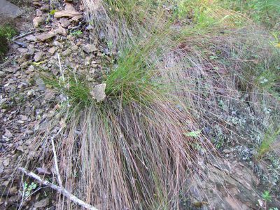 Ficinia fascicularis, photographed by douglaseustonbrown