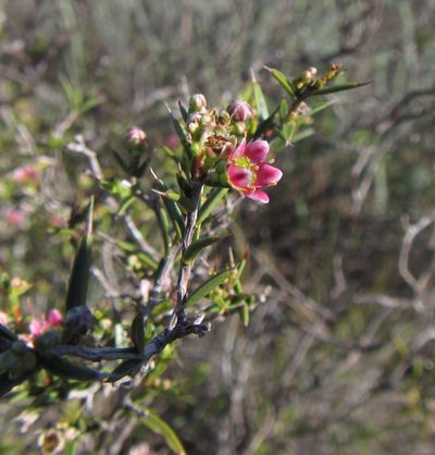 Diosma fallax, photographed by douglaseustonbrown