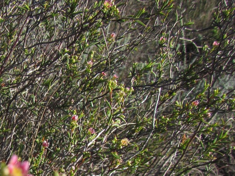 Diosma fallax, photographed by douglaseustonbrown